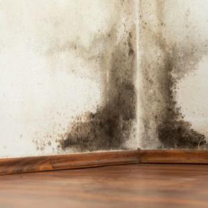 Omaha Mold Inspection